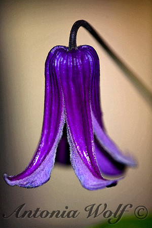 Blue Purple Bell
