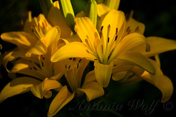 Bouquet of Lilies
