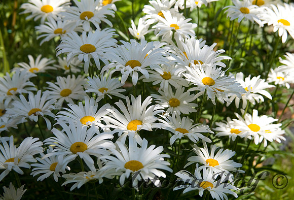 Daisies
