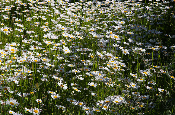 Daisy Field in the Glacier Park