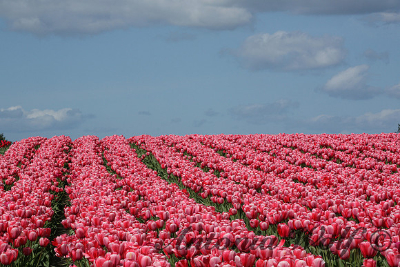 Feeling Pink La Conner Washington