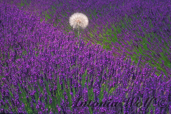 I Dare Provence France