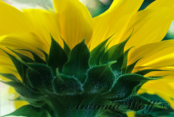 JOY Sunflower