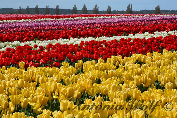 La Conner WA   Tulips