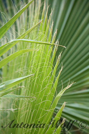 Palm fan
