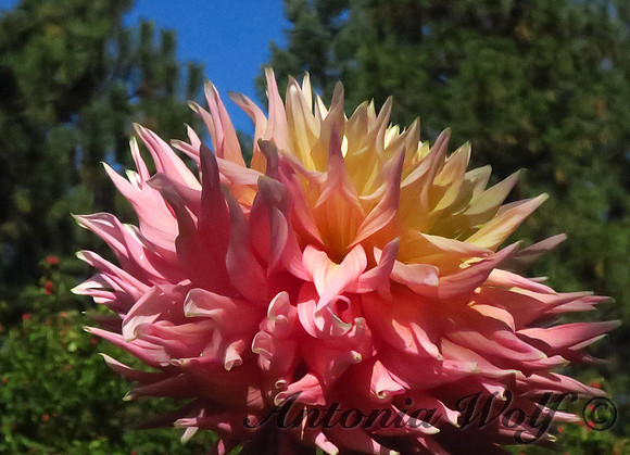 Pink and Yellow Dahlia in Bloom