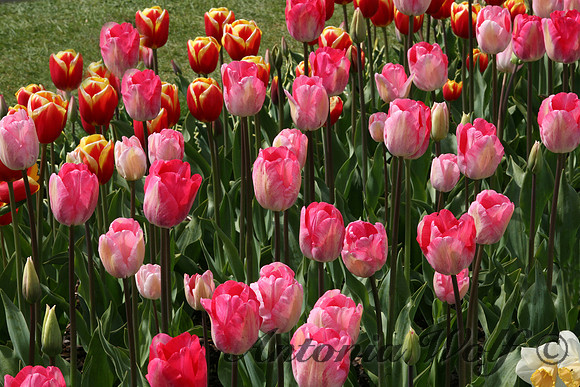 Pink Celebration LaConner Washington