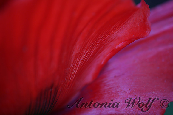 Prayer Poppy
