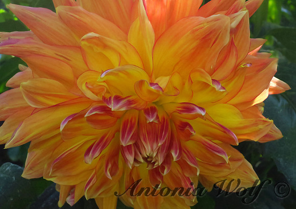 Queen of Autumn