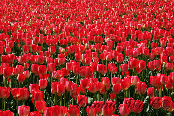 Sea of Red LaConner Washington