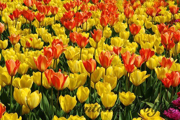 Spring Arrival La Conner Washington
