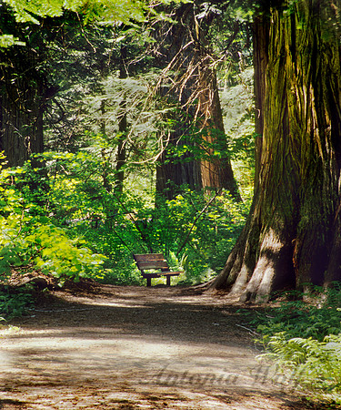 Among the Cedars