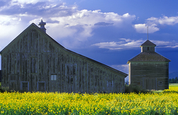 Canola with Old Barns in the Mission Valley Montana