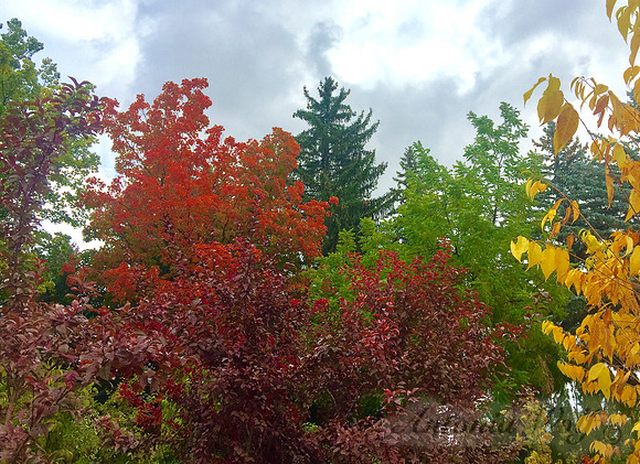 Colors of Joy Missoula Montana
