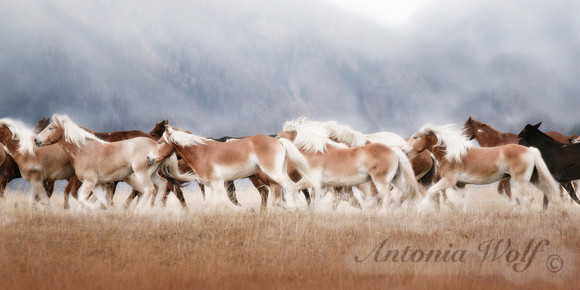 Freedom Dream in Ovando Montana
