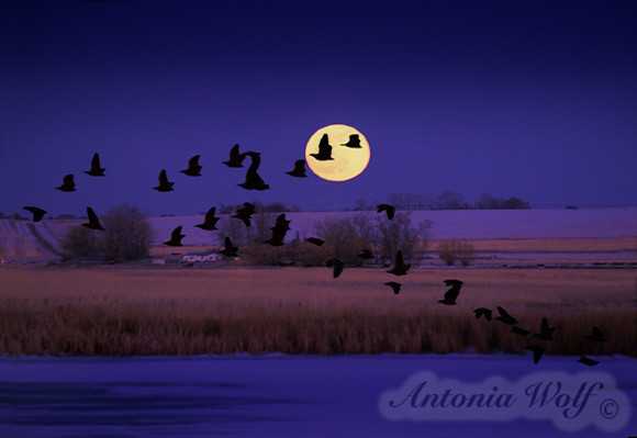 Freezeout Lake at Night