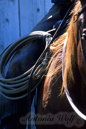 Lariat Montana