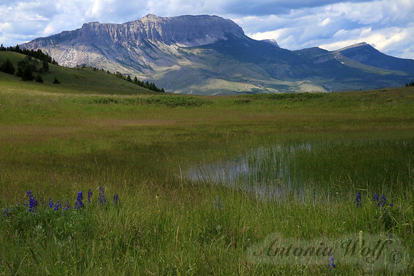Lupine in the Rocky Mountain Front