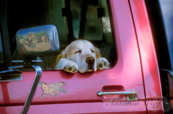 Man's Best Friend Choteau Montana