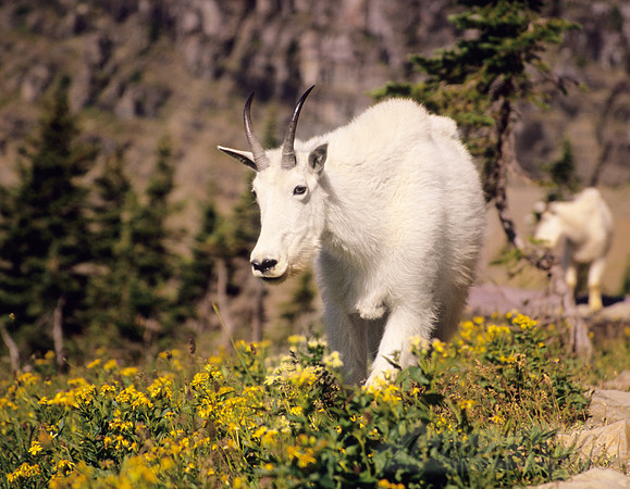 Mountaingoats at Hidden Lake