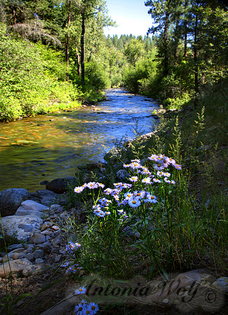 Rattlesnake with Wild Asters