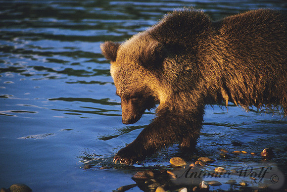 Lone Grizzly Bear on the Flathead River