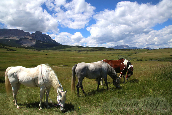 Trail Riding in the Rocky Mountain Front