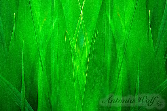 Symphony in Green Pond by Big Fork Montana