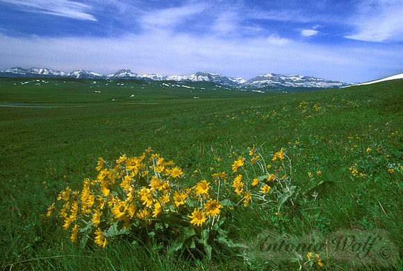 Spring in the Rocky Mountain Front
