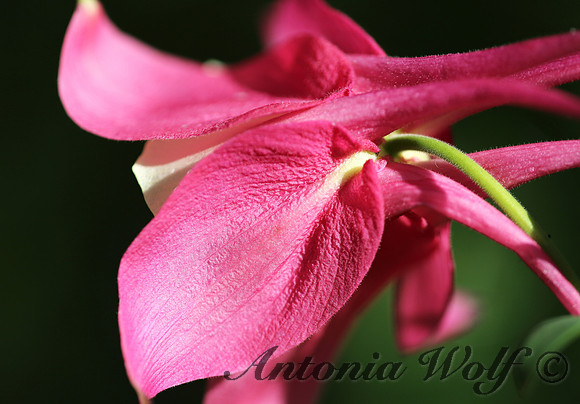 Columbine Fairy