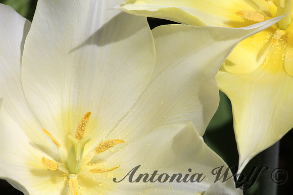 Dusted with Gold