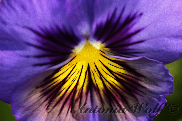 Shock of  Yellow