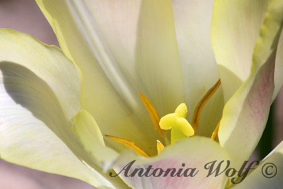 Spring Glory