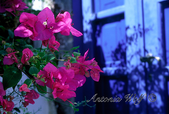 Blue Door with Bougieville