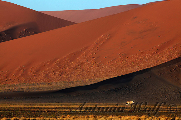 Red Earth with Orynx Namibia