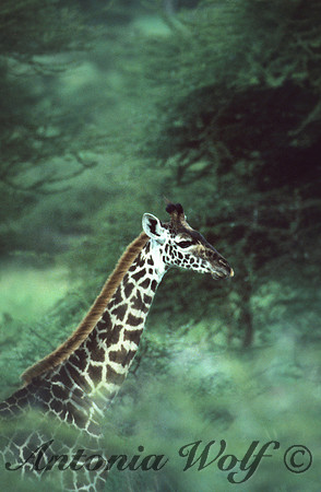 Giraffe in the Mist
