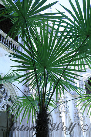 Reaching for the Sun Cathedral in Toledo