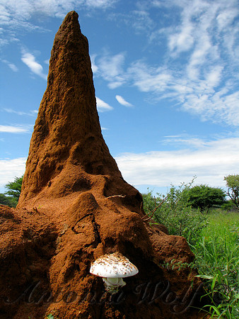 Termite Hill with Mushroom Namibia