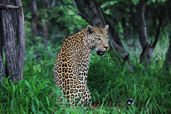 Feeling a bit Agitated Namibia