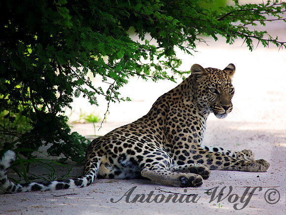 Young Female Leopard in Etoscha Park Namibia