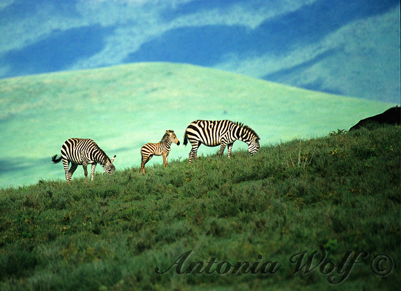 Just Born in the Ngorgoro Crater
