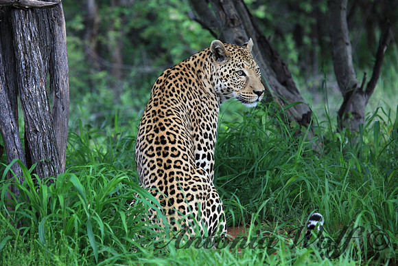 Mature Leopard Namibia