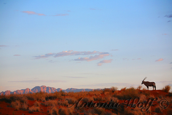 Orynx Alone Namibia