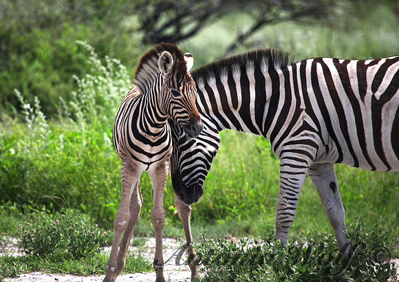 Filly with Mom Namibia