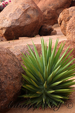 Boulders and Cactus in Damaraland Namibia