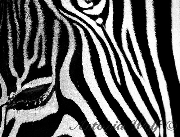 Zebra Pattern