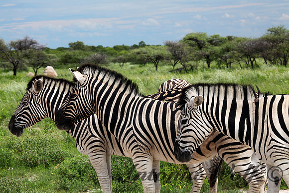 Zebras in Etosha Park Namibia