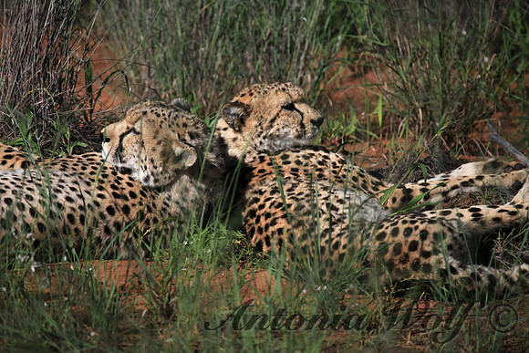 Together Namibia