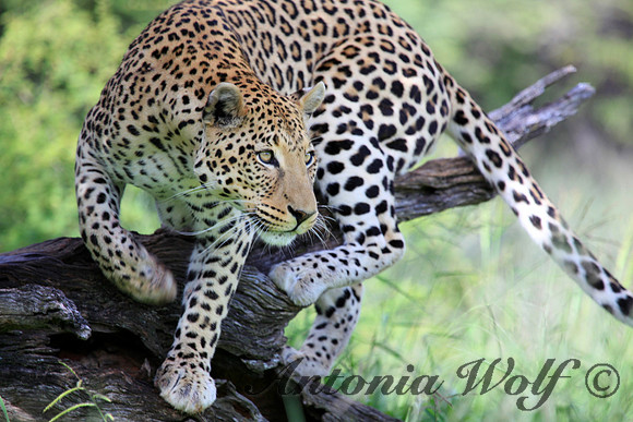 Focused on the Hunt