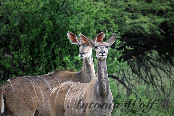 Two Female Kudus on Alert Namibia